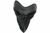 Fossil Megalodon Tooth - Foot Mega Shark! #223927-2